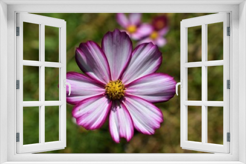 Fototapeta Naklejka Na Ścianę Okno 3D - Variegated purple & white bloom