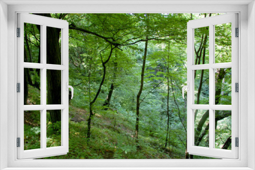 Fototapeta Naklejka Na Ścianę Okno 3D - Carpathian forest seen from inside in the wild of the Ukrainian mountains. Bushes and trees in shadows with bright single sun rays 