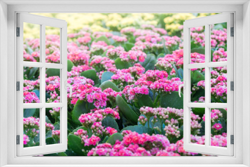 Fototapeta Naklejka Na Ścianę Okno 3D - beautiful pink Kalanchoe flower in garden