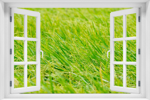 Fototapeta Naklejka Na Ścianę Okno 3D - close up rice field background