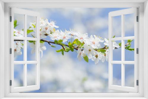 Fototapeta Naklejka Na Ścianę Okno 3D - Spring blooming sakura background of white and pink flowers and blue sky