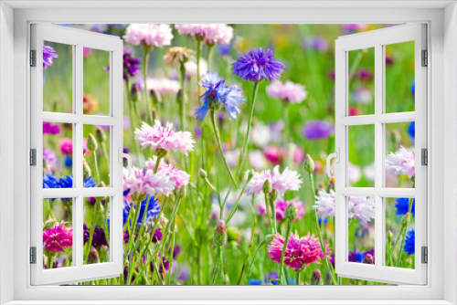 Fototapeta Naklejka Na Ścianę Okno 3D - Blütenmeer, Frühlingserwachen, schöner Tag: Bunte Kornblumen :)