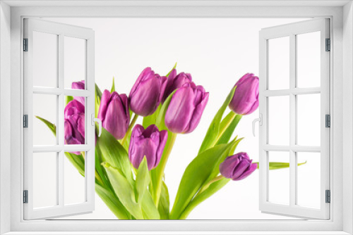 Fototapeta Naklejka Na Ścianę Okno 3D - Purple tulips against white background, copy space