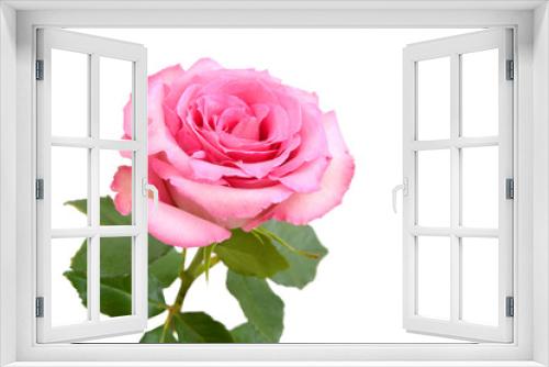 Fototapeta Naklejka Na Ścianę Okno 3D - Pink rose, mother day flower