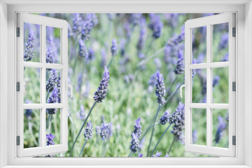 Fototapeta Naklejka Na Ścianę Okno 3D - Detail of Lavandula flowering