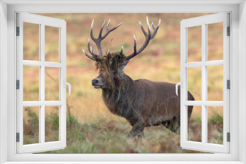 Fototapeta Naklejka Na Ścianę Okno 3D - Red Deer Stag (Cervus elaphus)/Red Deer Stag with bracken in his antlers