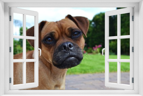 Fototapeta Naklejka Na Ścianę Okno 3D - Mopshund