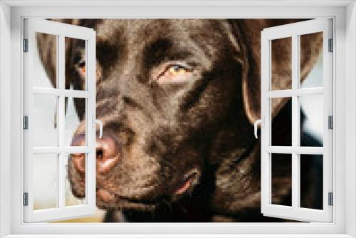 Fototapeta Naklejka Na Ścianę Okno 3D - Beautiful Brown Dog Lab Labrador Retriever 