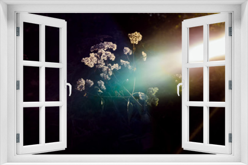 Fototapeta Naklejka Na Ścianę Okno 3D - Flowers Lit By A Colorful Beam Of Light