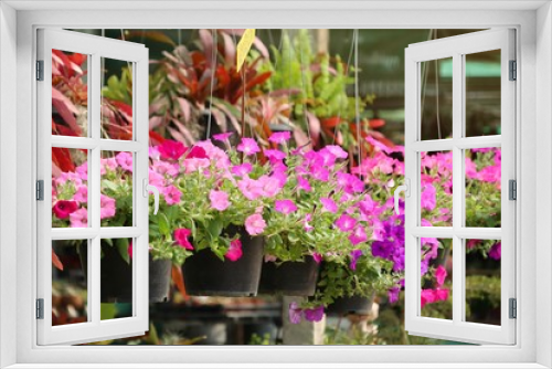 Fototapeta Naklejka Na Ścianę Okno 3D - Petunia flowers in tropical
