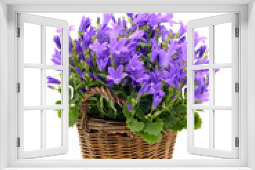 Fototapeta Naklejka Na Ścianę Okno 3D - blue bellflowers (Campanula poscharskyana) on white isolated background