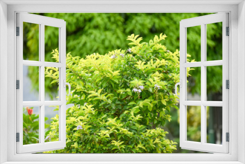 Fototapeta Naklejka Na Ścianę Okno 3D - planta verde