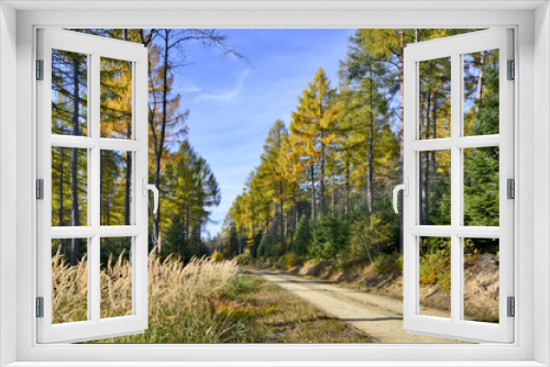 Fototapeta Naklejka Na Ścianę Okno 3D - Forest road in autumn