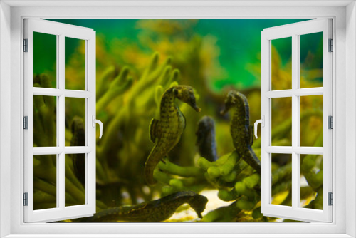 Fototapeta Naklejka Na Ścianę Okno 3D - Close up image of seahorses in an aquarium