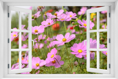 Fototapeta Naklejka Na Ścianę Okno 3D - Blooming flower