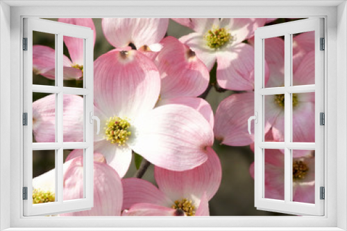 Fototapeta Naklejka Na Ścianę Okno 3D - ハナミズキの花