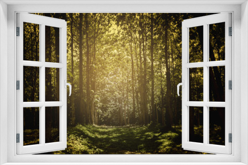 Fototapeta Naklejka Na Ścianę Okno 3D - dark mystery forest