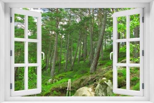 Fototapeta Naklejka Na Ścianę Okno 3D - Green and wild nature, forest in Andorra (Europe). Trees and grass detail
