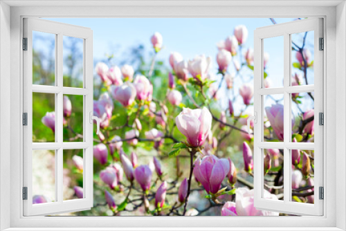 Fototapeta Naklejka Na Ścianę Okno 3D - Beautiful and tender pink magnolia flower with selective focus