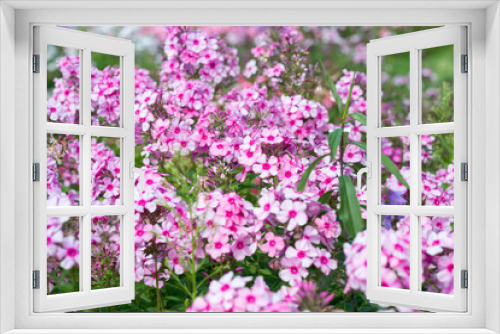 Fototapeta Naklejka Na Ścianę Okno 3D - Flowers pink phloxes grow in the garden