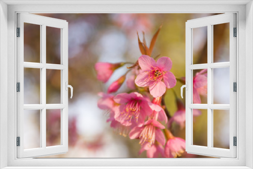 Fototapeta Naklejka Na Ścianę Okno 3D - Beautiful Wild Himalayan Cherry blossom, Thai Sakura flower.