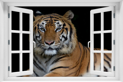 Fototapeta Naklejka Na Ścianę Okno 3D - Close-up bengal tiger and black background.