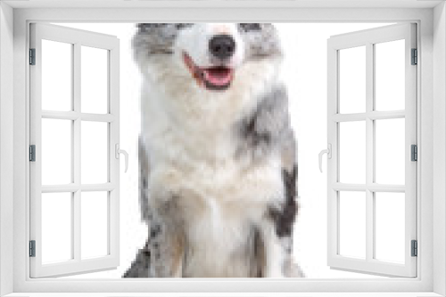 Fototapeta Naklejka Na Ścianę Okno 3D - border colllie dog isolated on white