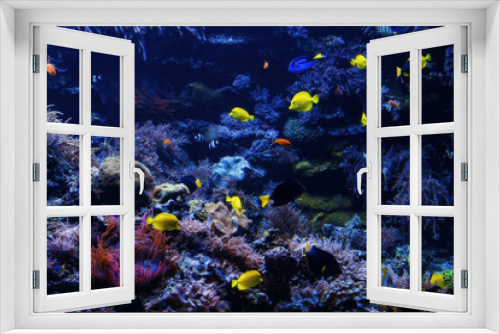 Fototapeta Naklejka Na Ścianę Okno 3D - tropical Fish on a coral reef. Underwater coral fish