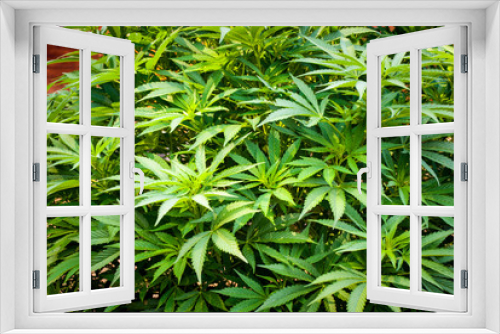 Fototapeta Naklejka Na Ścianę Okno 3D - Cannabis Farm