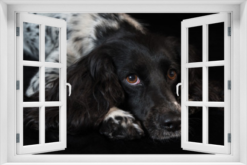 Fototapeta Naklejka Na Ścianę Okno 3D - Beautiful female spaniel lies on black background