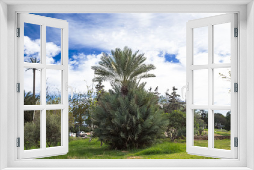 Fototapeta Naklejka Na Ścianę Okno 3D - Palme- Palmenstrauch