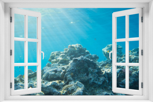 Fototapeta Naklejka Na Ścianę Okno 3D - Sea, coral and fish. coral under water