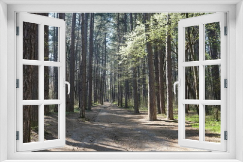 Fototapeta Naklejka Na Ścianę Okno 3D - Forest 15