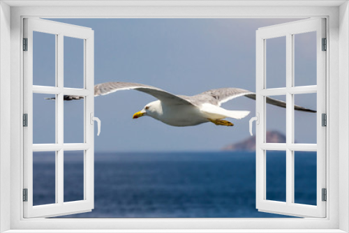 Fototapeta Naklejka Na Ścianę Okno 3D - European herring gull, seagull (Larus argentatus) flying in the summer along the shores of Aegean sea near Athens, Greece