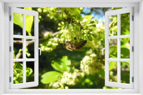 Fototapeta Naklejka Na Ścianę Okno 3D - Abelha polinizadora pousada na flor