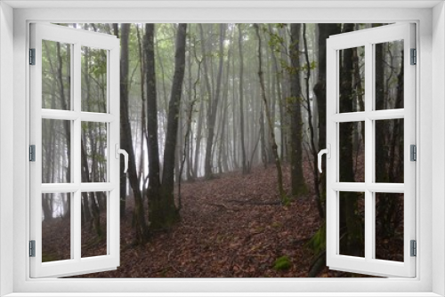 Fototapeta Naklejka Na Ścianę Okno 3D - Misty forest in backlight