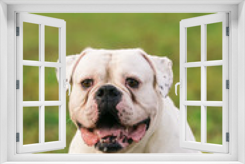 Fototapeta Naklejka Na Ścianę Okno 3D - Big white dog on walk