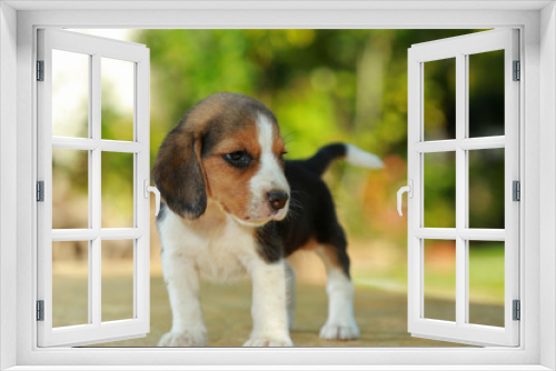 Fototapeta Naklejka Na Ścianę Okno 3D - 1 month beagle puppy action in natural green background