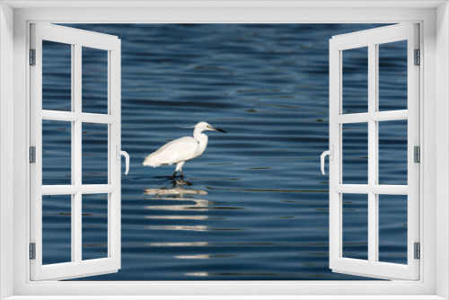 Fototapeta Naklejka Na Ścianę Okno 3D - Little Egret, France, Camargue, summer