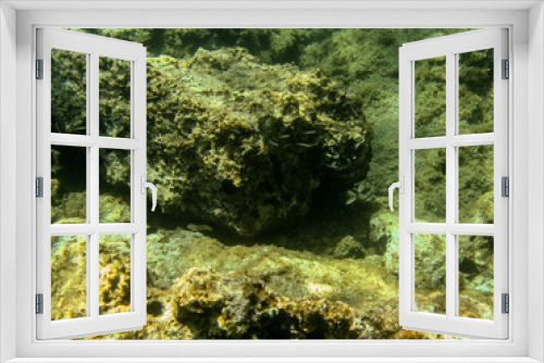Fototapeta Naklejka Na Ścianę Okno 3D - Underwater landcape in Hvar croatia