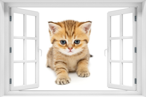 Fototapeta Naklejka Na Ścianę Okno 3D - Small British kitten