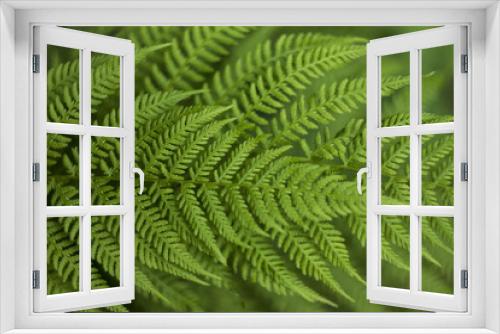 Fototapeta Naklejka Na Ścianę Okno 3D - Fern in forest
