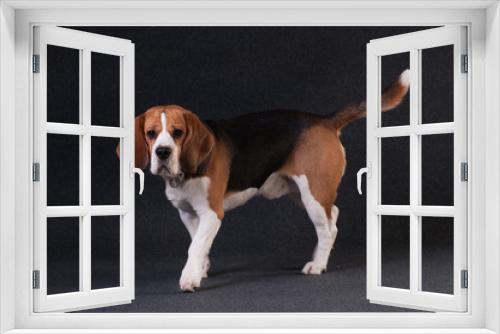 Fototapeta Naklejka Na Ścianę Okno 3D - Beagle in studio portrait