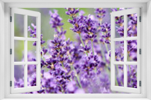 Fototapeta Naklejka Na Ścianę Okno 3D - Lavendel