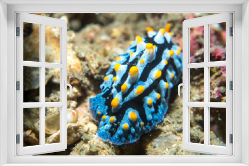 Fototapeta Naklejka Na Ścianę Okno 3D - nudibranch on the coral