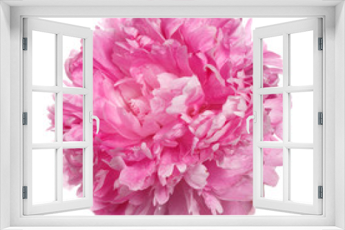 Fototapeta Naklejka Na Ścianę Okno 3D - Beautiful pink peony isolated on white background.