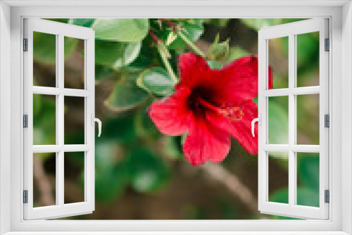 Fototapeta Naklejka Na Ścianę Okno 3D - red hibiscus