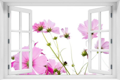 Fototapeta Naklejka Na Ścianę Okno 3D - Beautiful pink color cosmos flower on white sky background