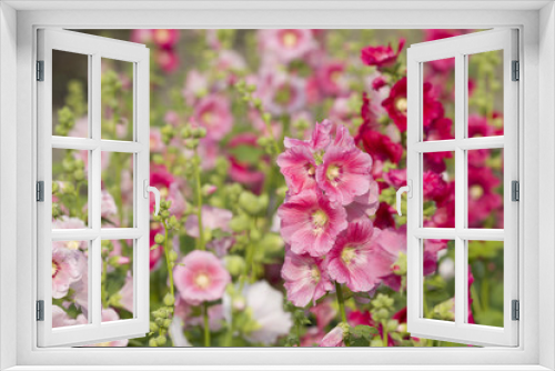 Fototapeta Naklejka Na Ścianę Okno 3D - Pink hollyhock flower in garden