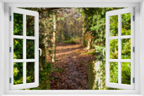Fototapeta Naklejka Na Ścianę Okno 3D - A wooden picket gate and arched gap in a hedge, pathway leading to a wood, golden autumn leaves in the path, green fern hedge